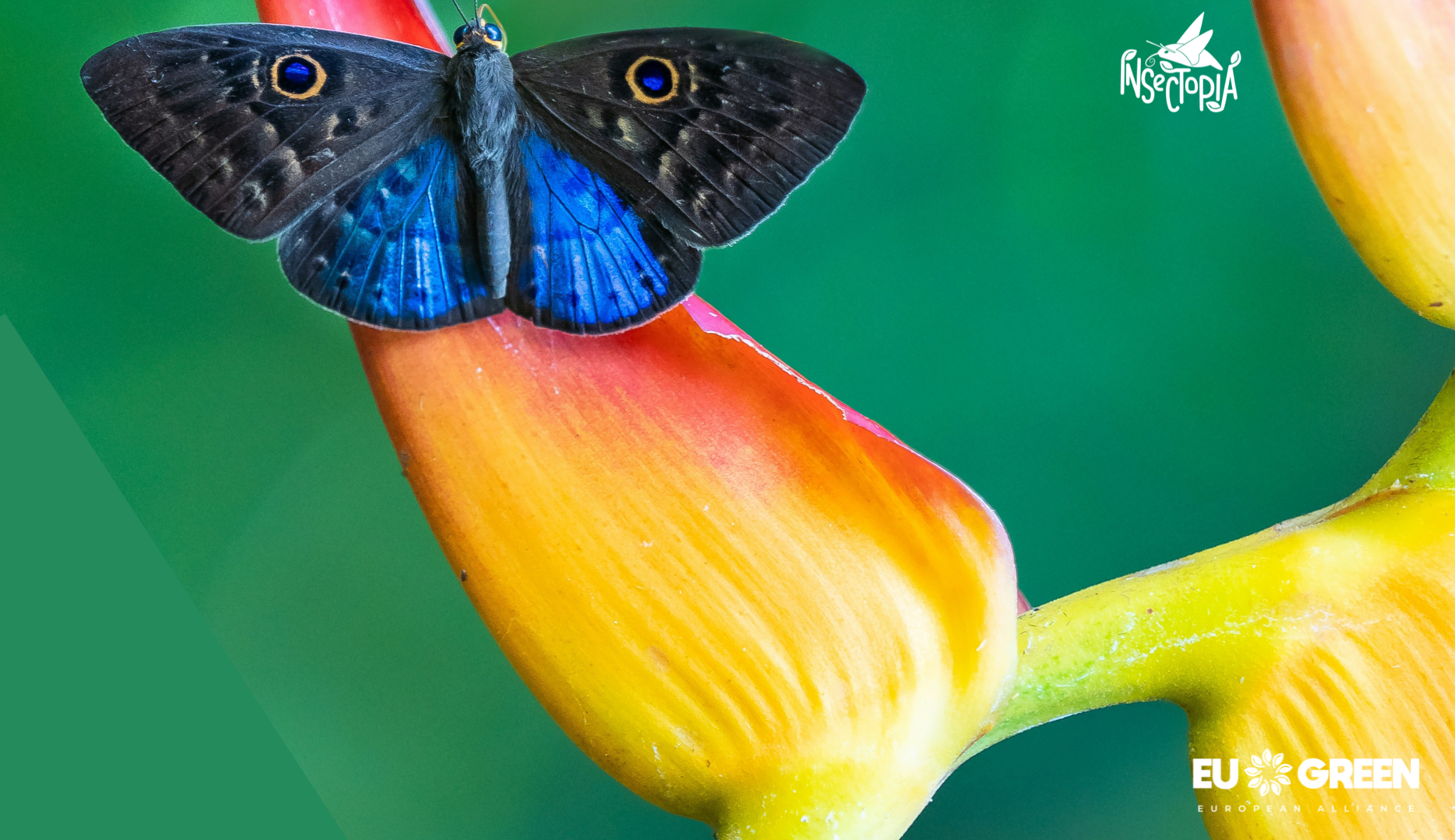 INSECTOPIA – EU GREEN