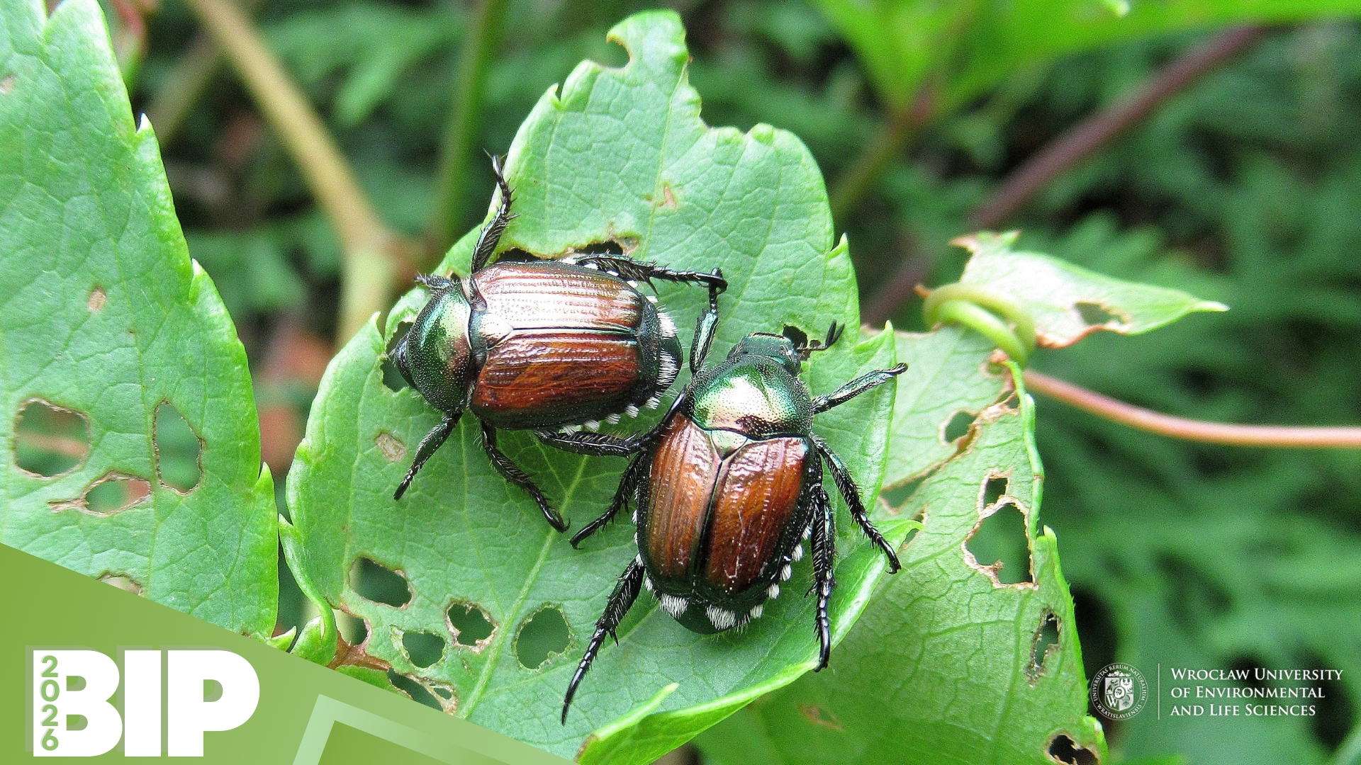Invasive Insect Alien Invasive Alien Species in a European perspective – EU GREEN